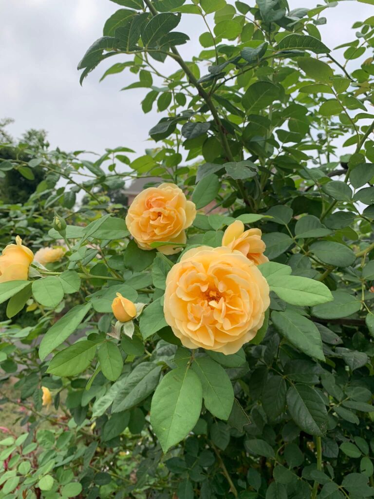 garden roses